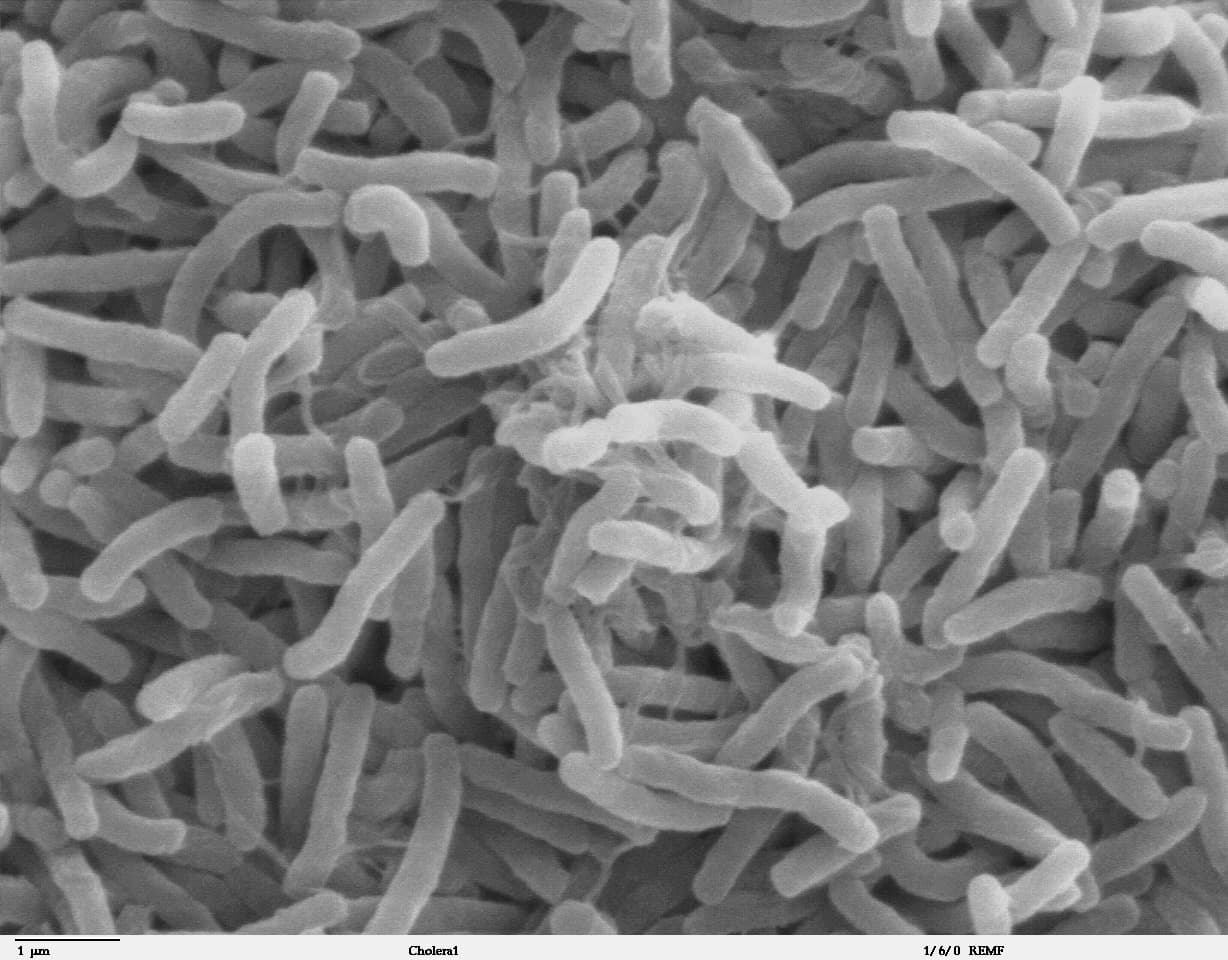 Antibacterial surface
